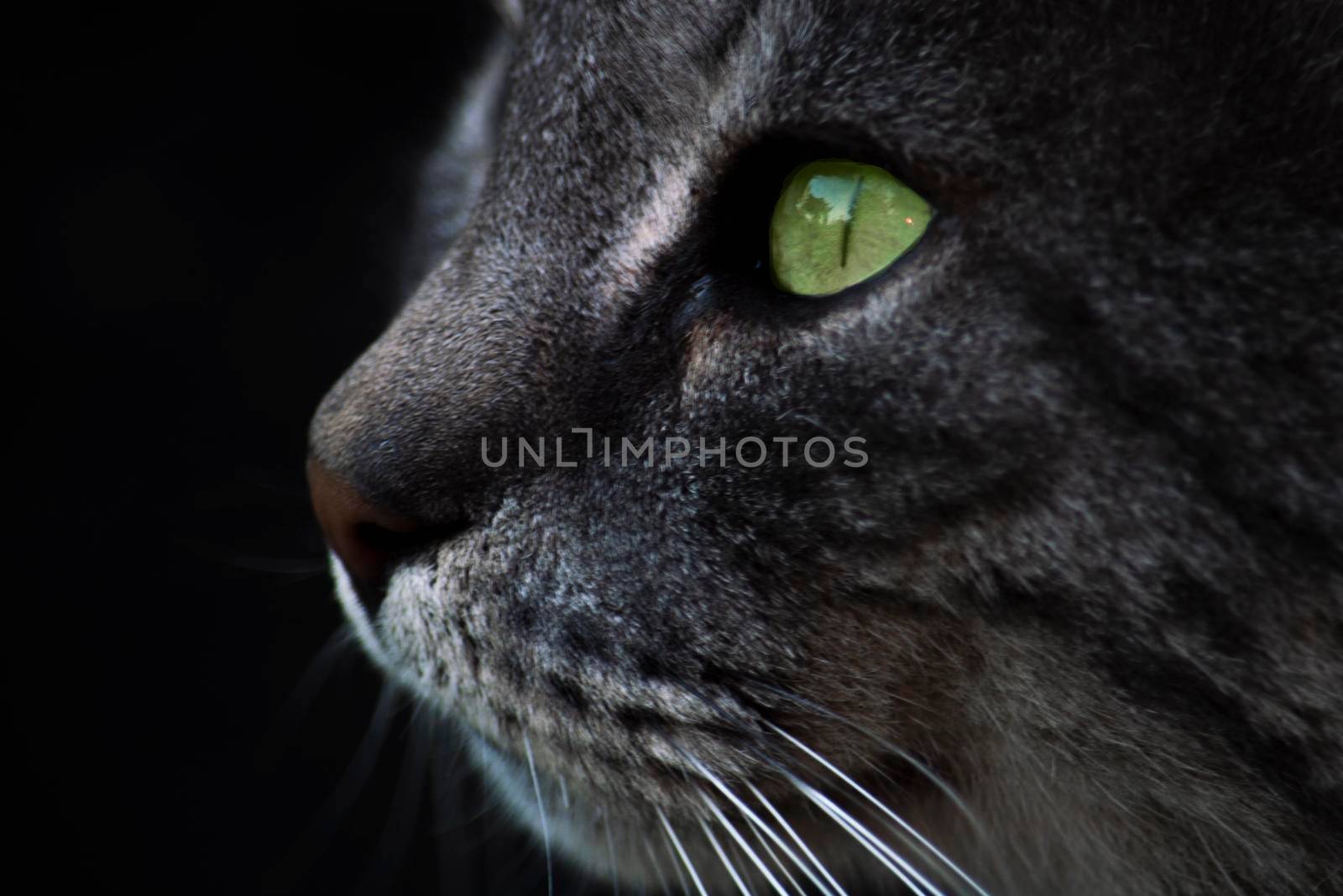 The view from the side is isolate on a black background. Green eyes