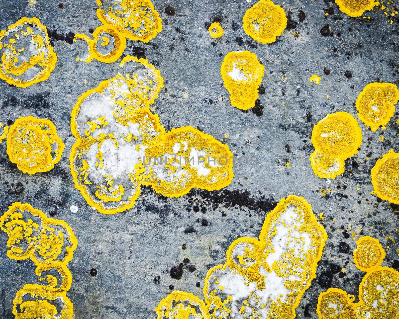 Yellow lichen on grey rock by dutourdumonde