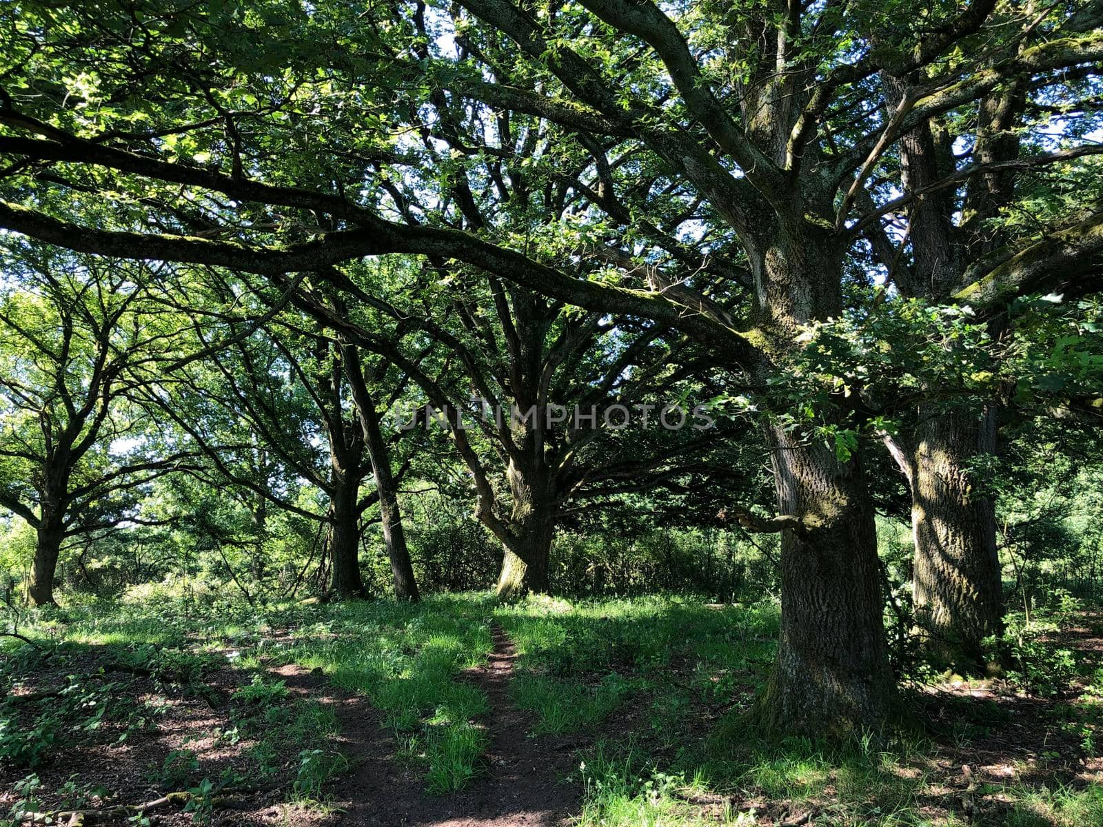 Forest around Beerze in Overijssel The Netherlands