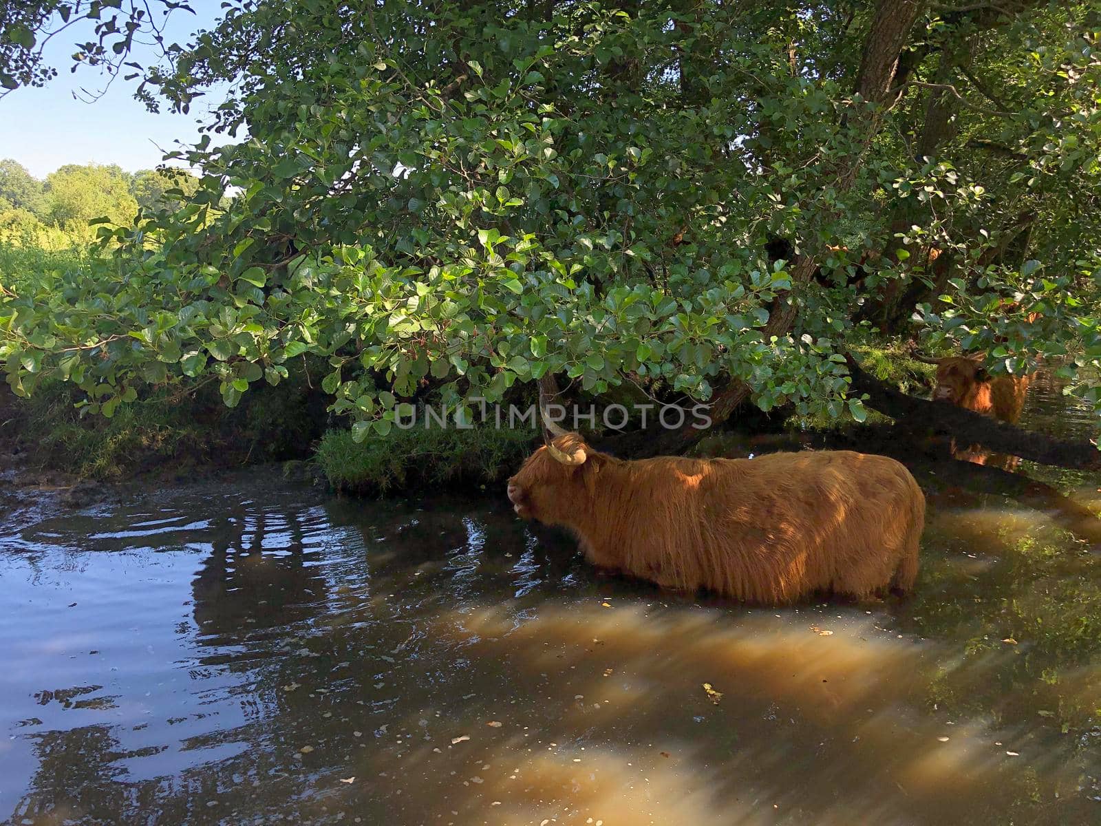 Highland cattle in a river around Beerze, Overijssel The Netherlands