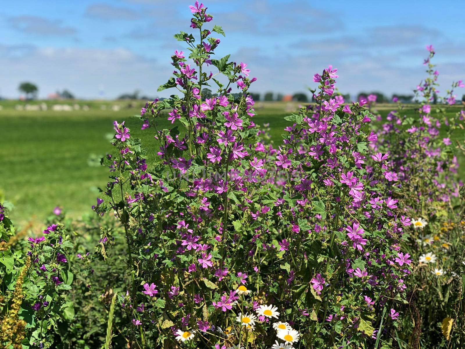 Frisian landscape in The Netherlands