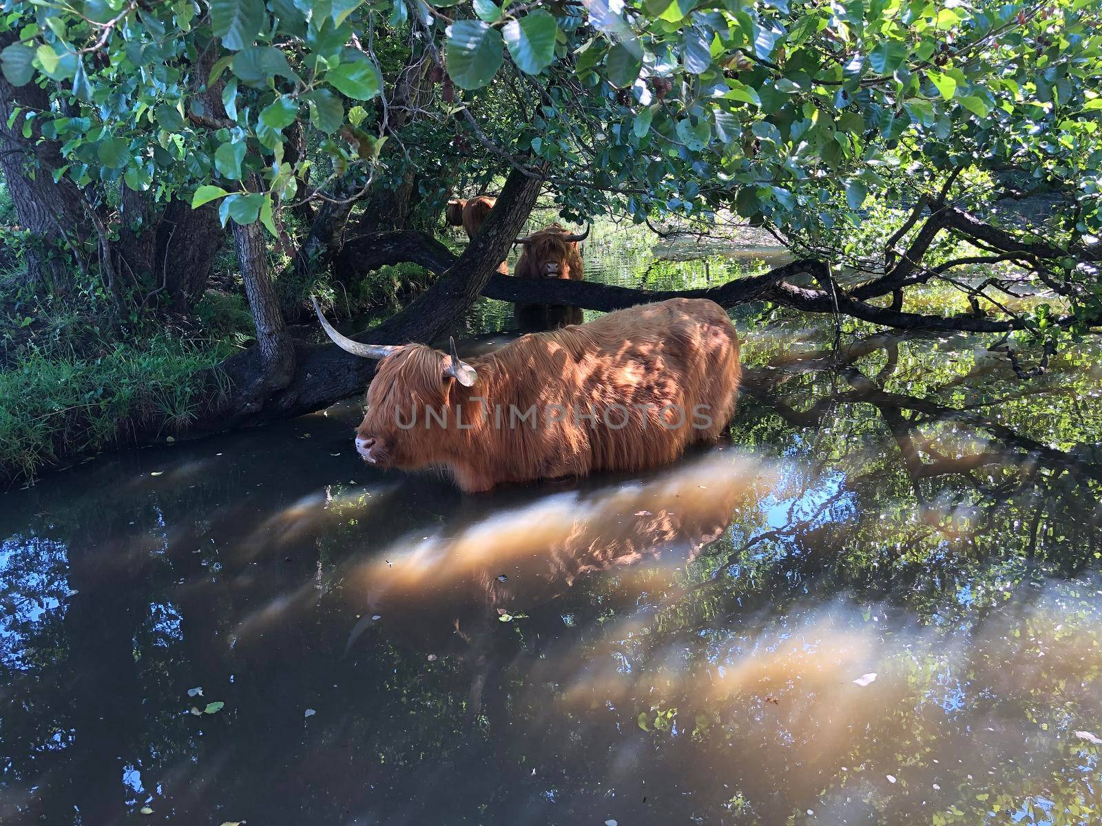 Highland cattle in a river around Beerze, Overijssel The Netherlands