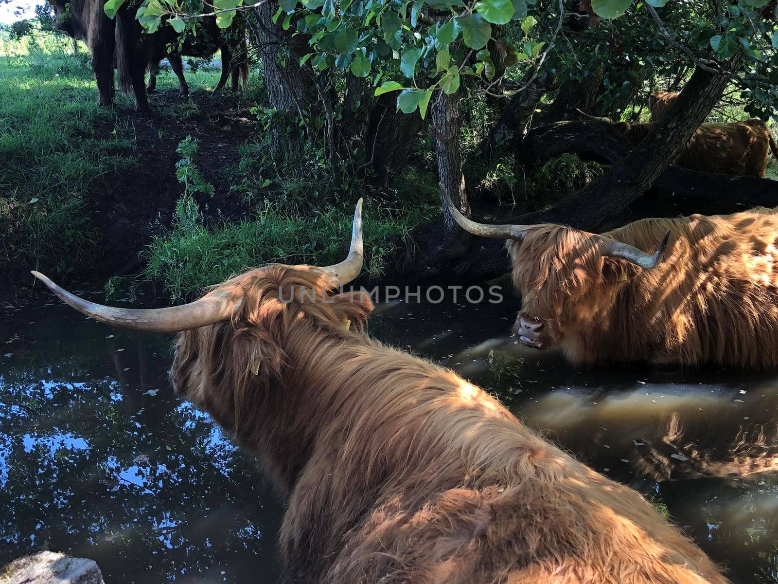 Highland cattle in a river around Beerze by traveltelly