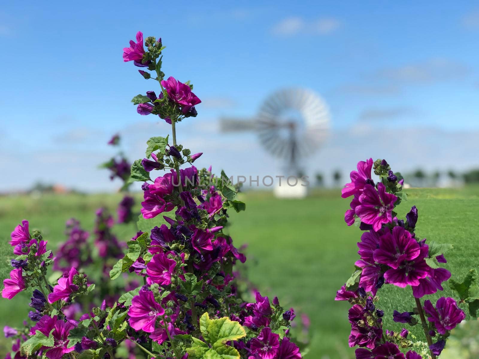 Windmill around the village Boazum in Friesland The Netherlands