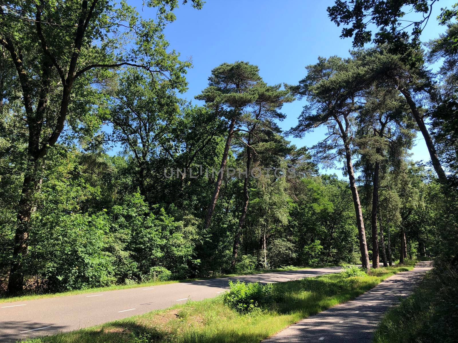 Bicyle path and road around Beerze, Overijssel The Netherlands