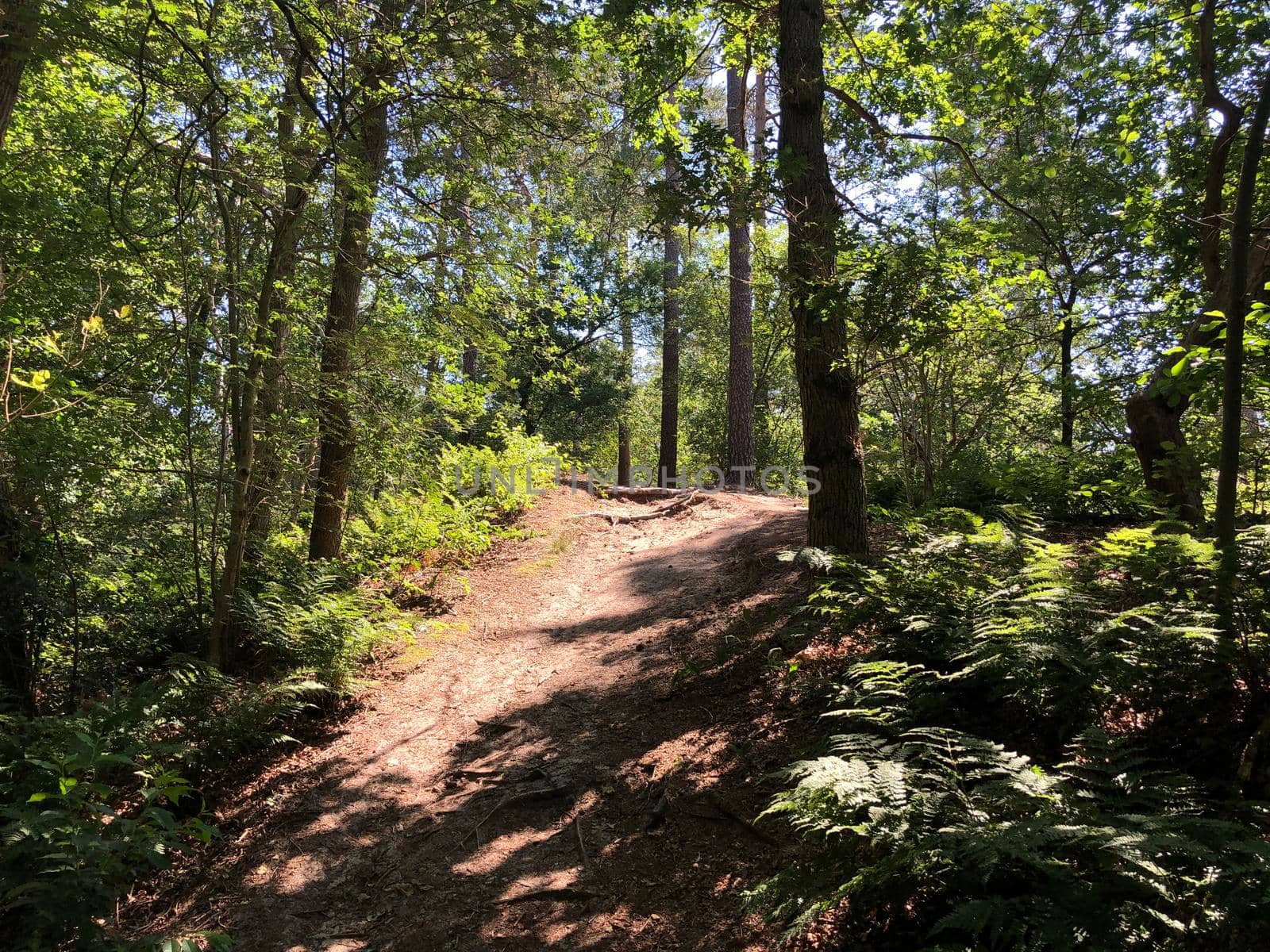 Trail through the forest around Beerze, Overijssel The Netherlands