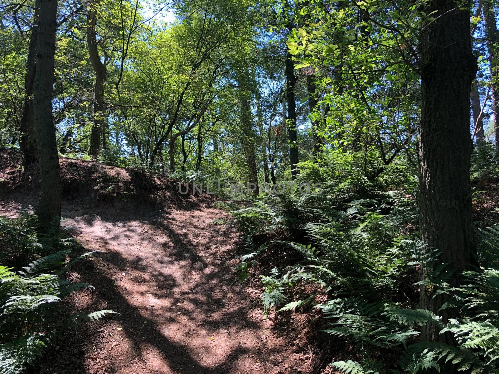 Trail through the forest around Beerze by traveltelly