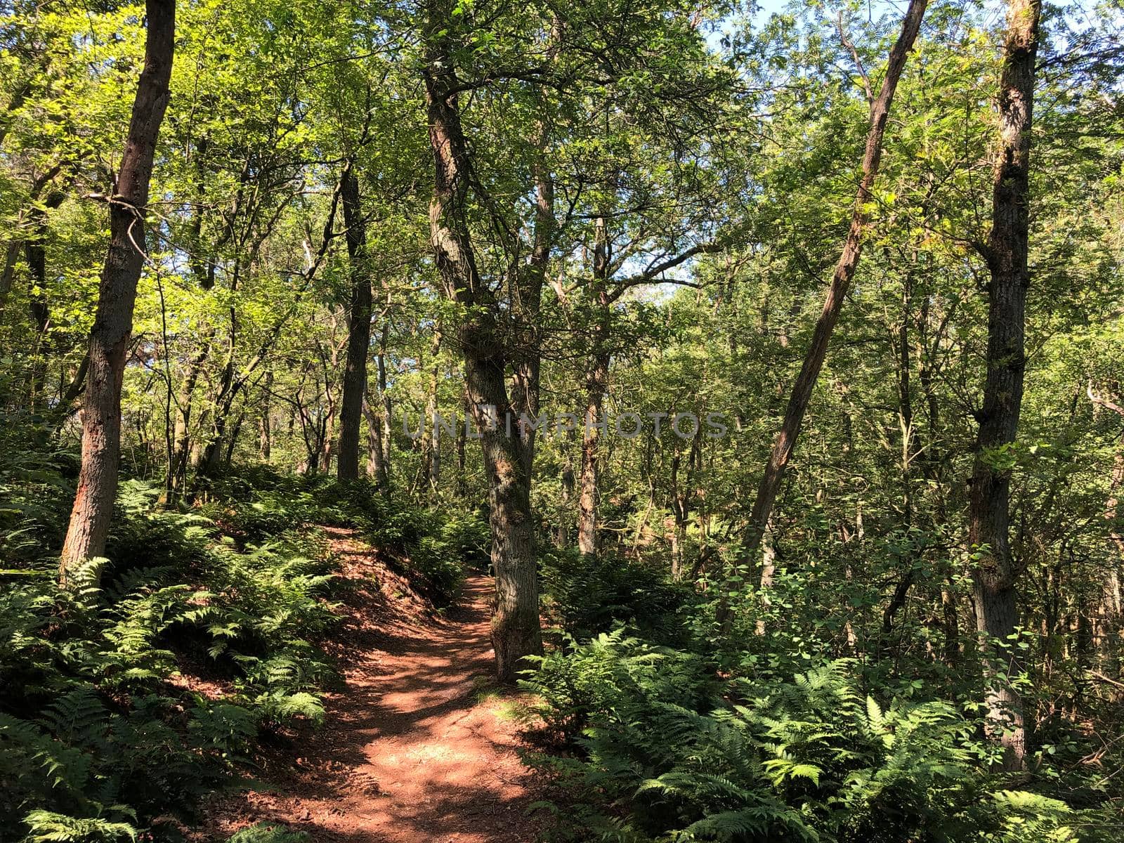 Trail through the forest around Beerze, Overijssel The Netherlands