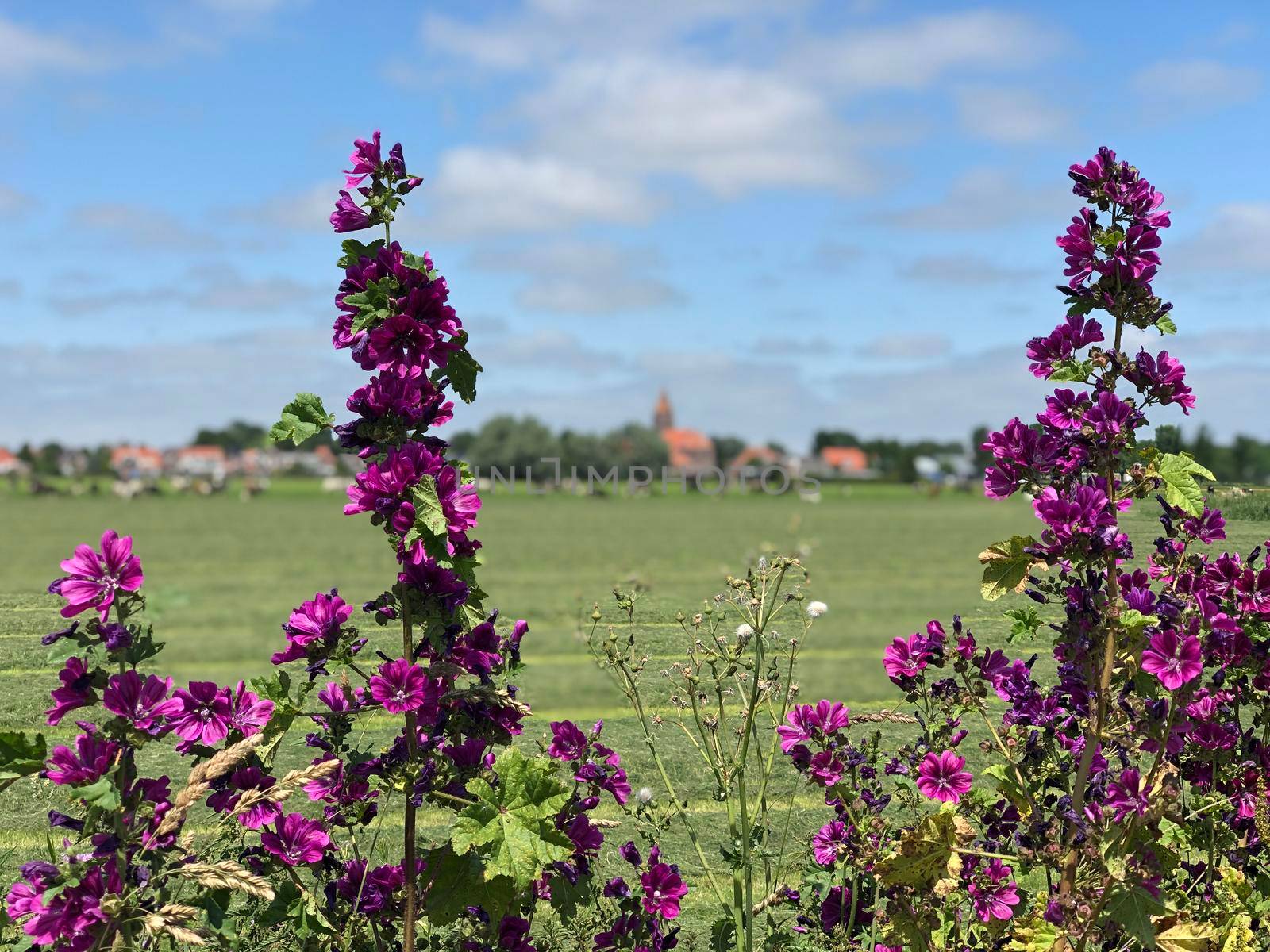 The village Easterwierrum in Friesland The Netherlands