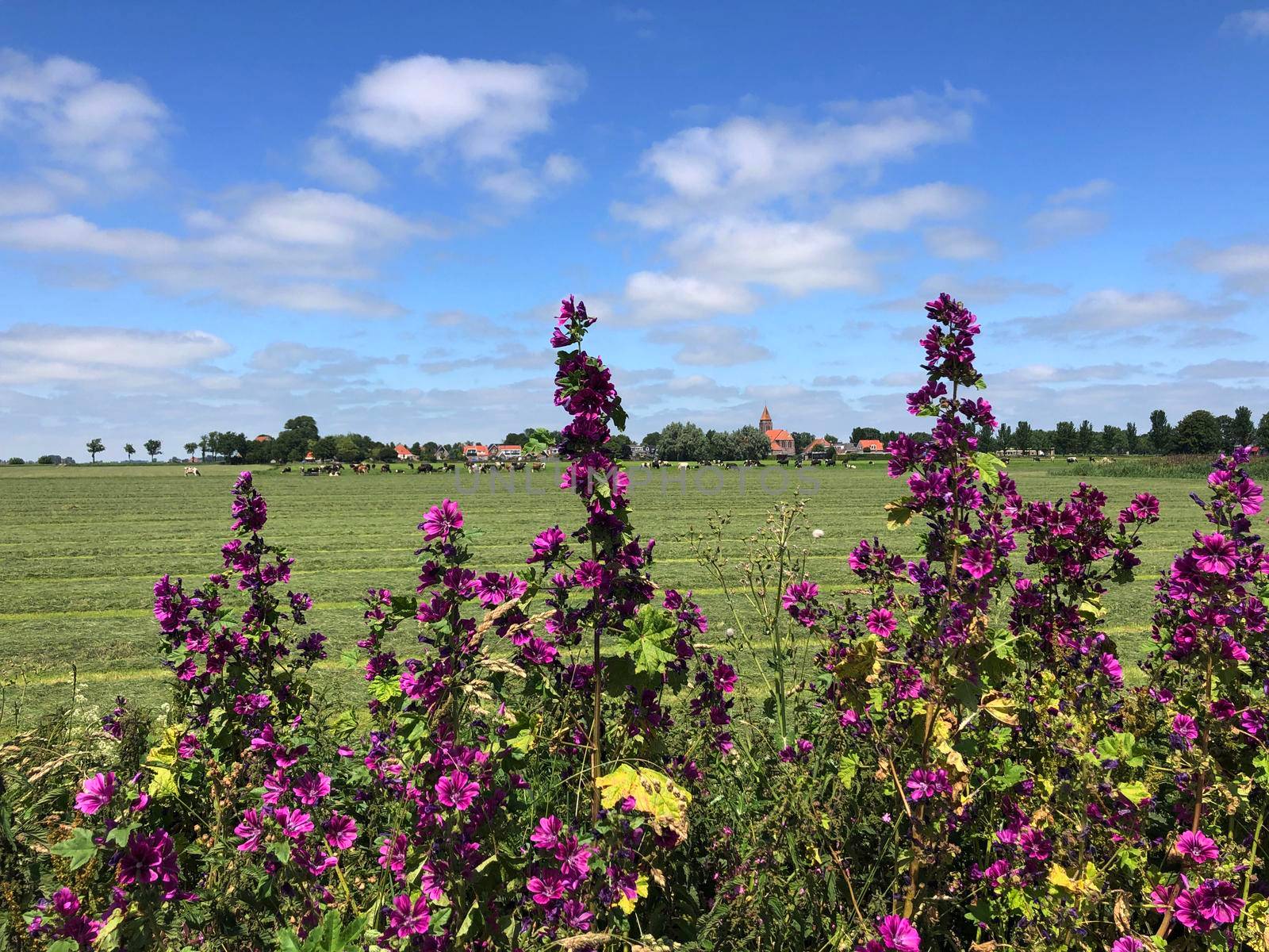 The village Easterwierrum in Friesland The Netherlands