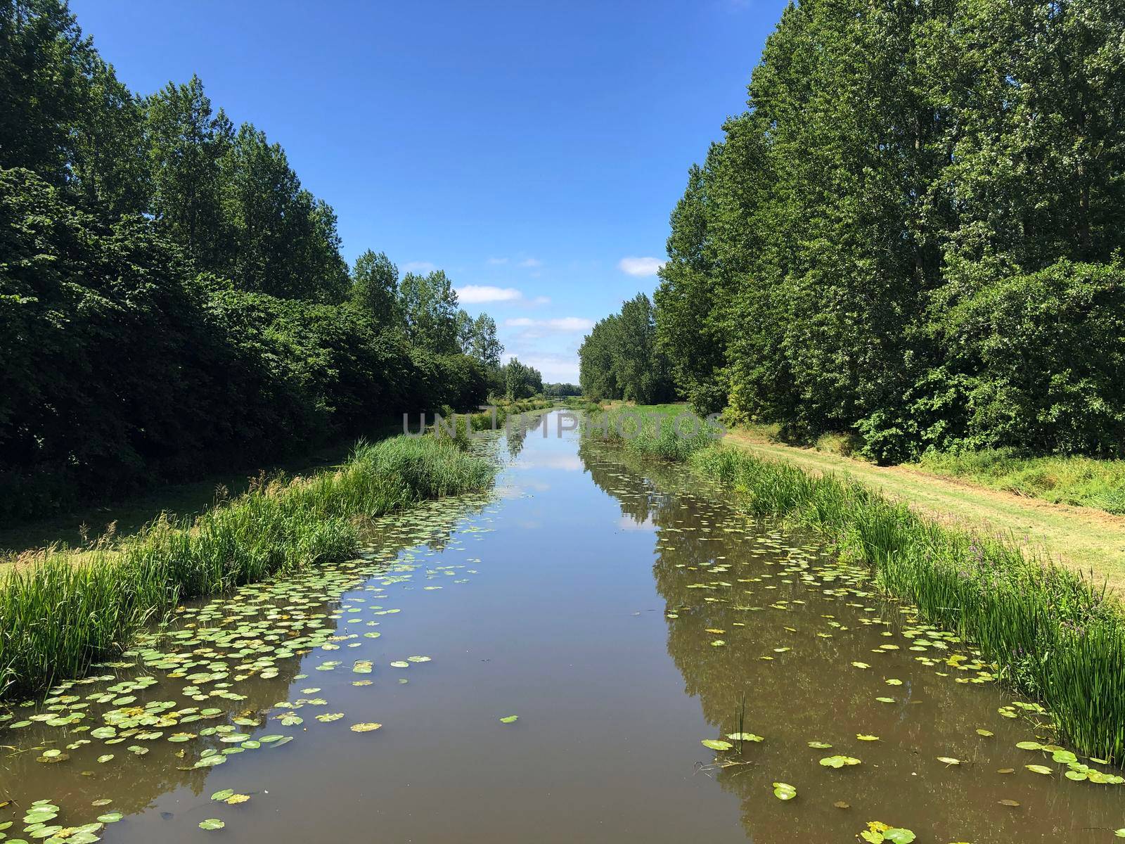 Canal with seeblatt in Friesland, The Netherlands