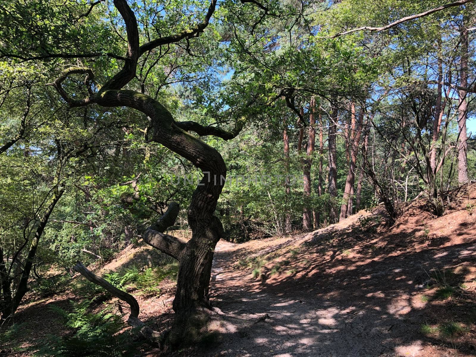 Trail through the forest around Beerze, Overijssel The Netherlands