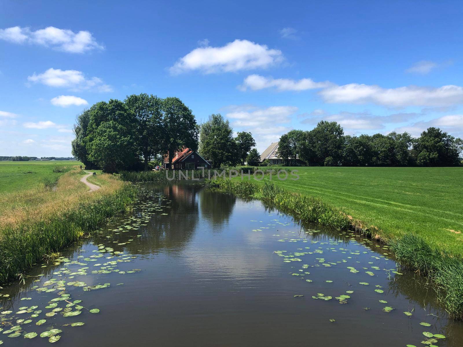 Canal with seeblatt in Friesland, The Netherlands