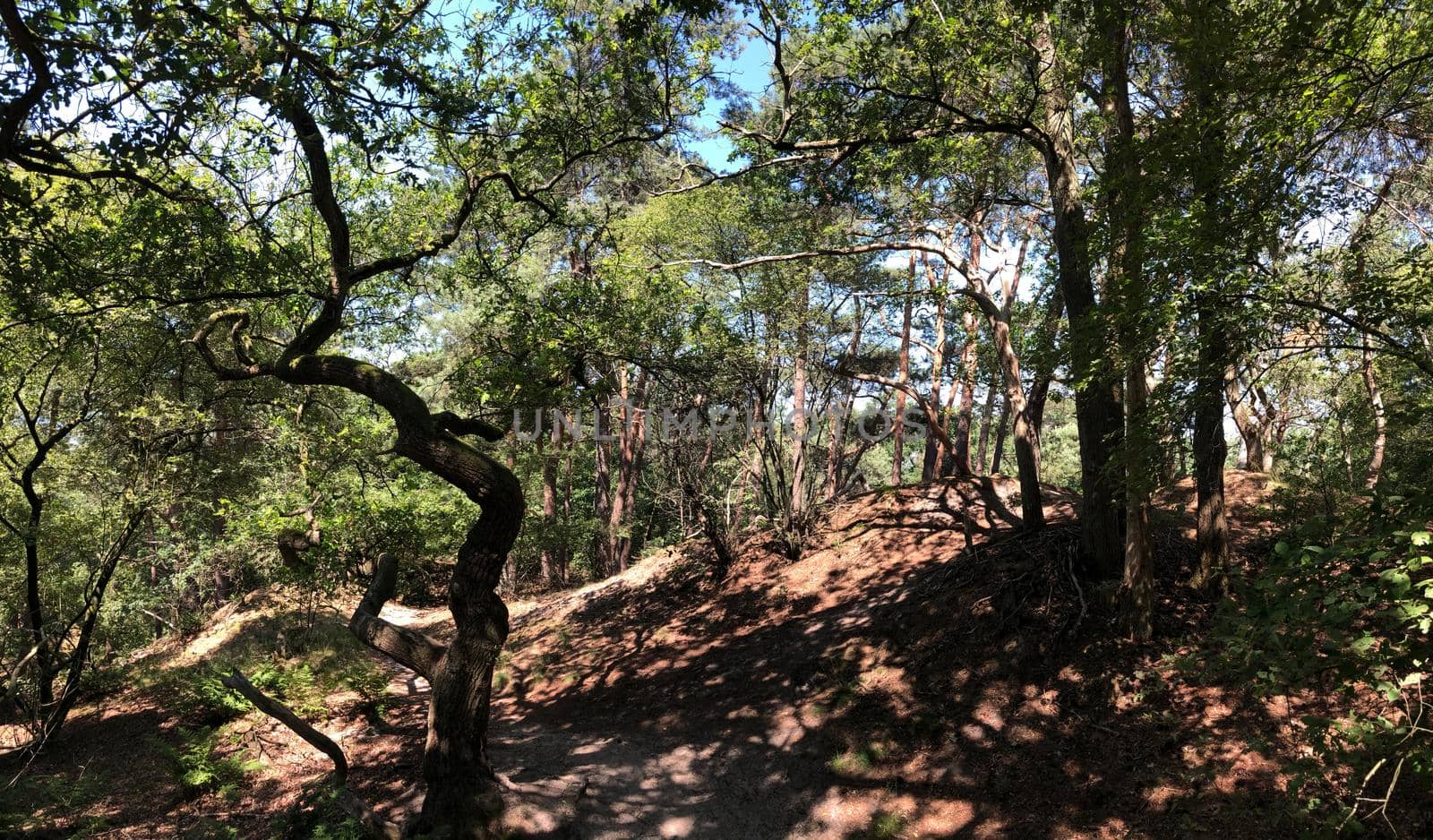 Trail through the forest around Beerze, Overijssel The Netherlands