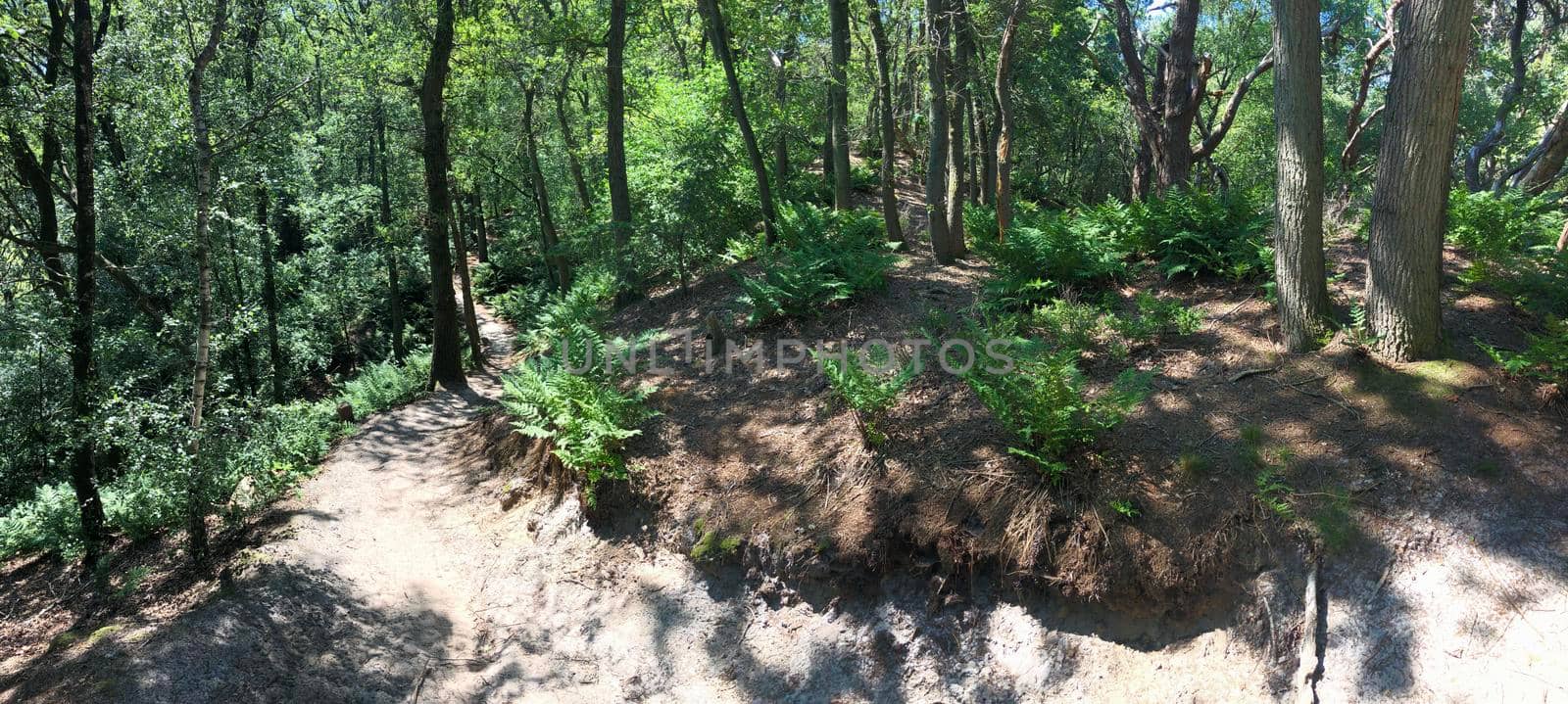 Trail through the forest around Beerze, Overijssel The Netherlands