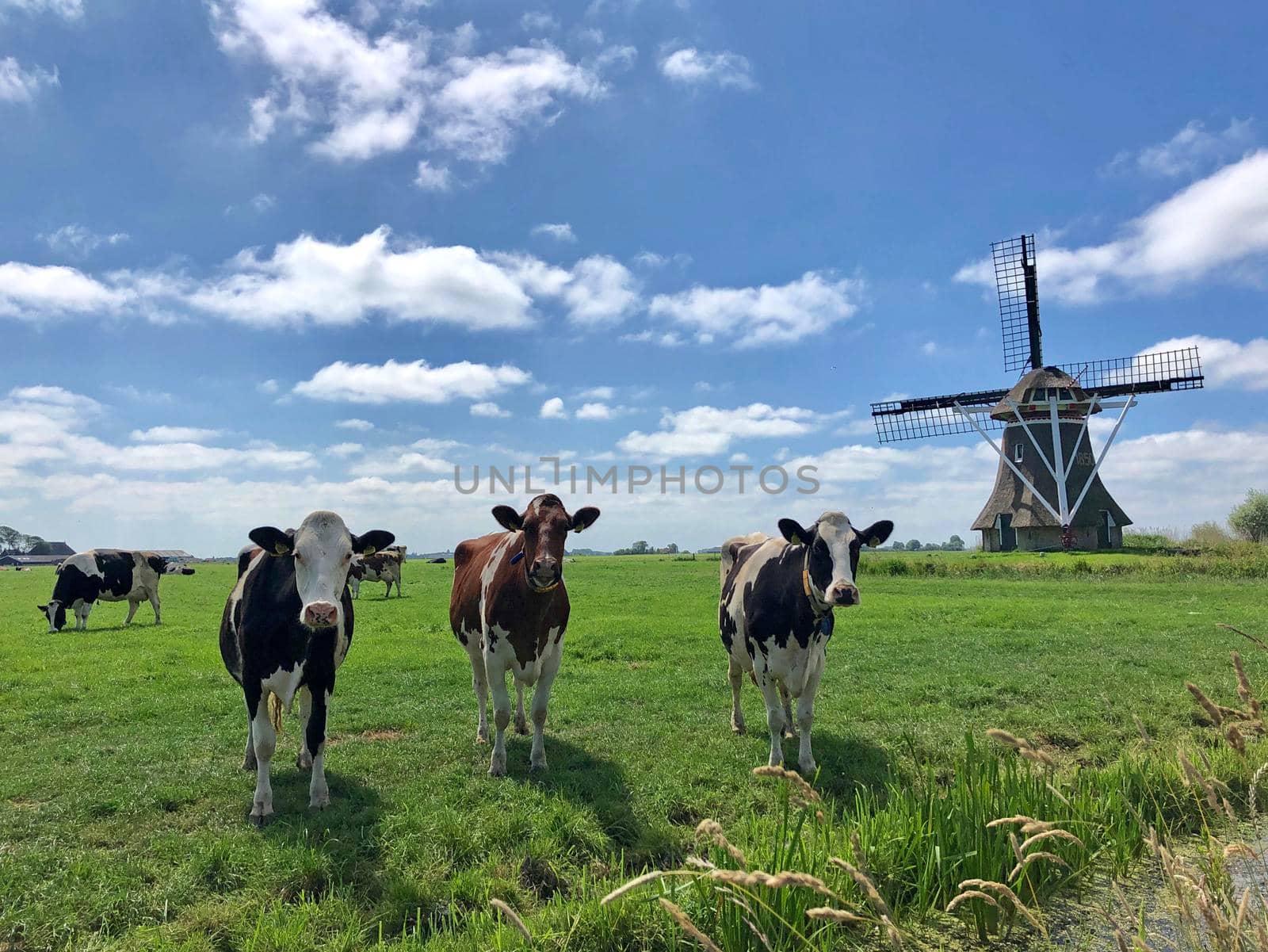 Cows in meadow with a windmill in Friesland The Netherlands