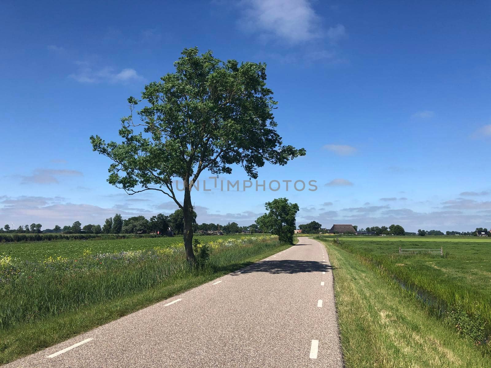 Road towards Burdaard in Friesland The Netherlands