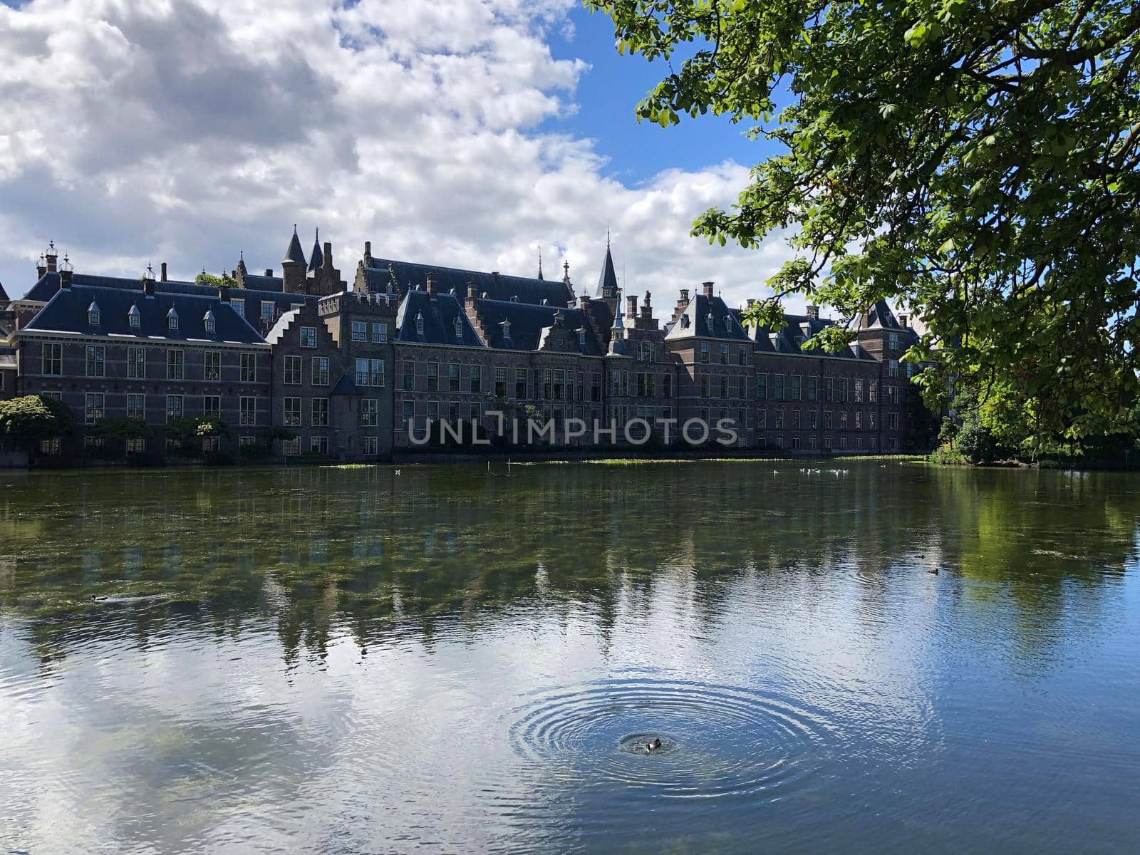 The Hofvijver in The Hague, The Netherlands