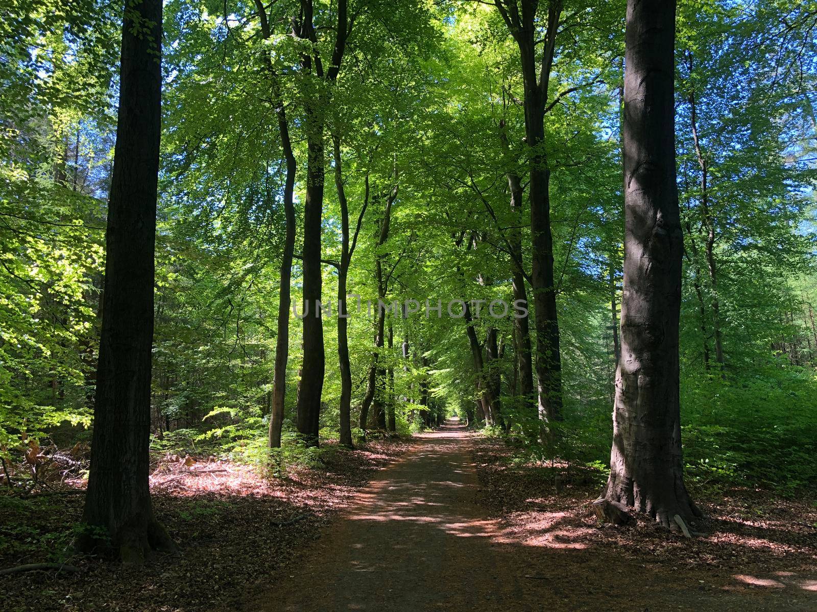 Path in the forest around the National Park De Hoge Veluwe  by traveltelly