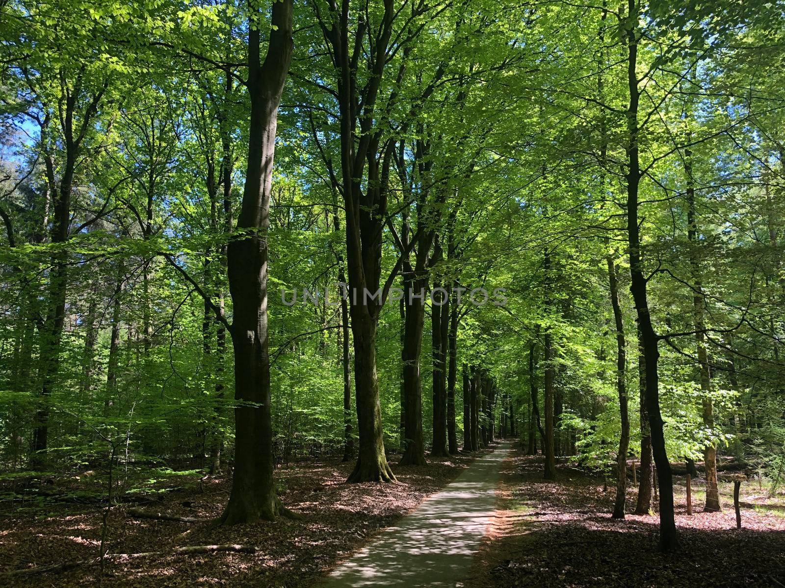 Path in the forest around the National Park De Hoge Veluwe by traveltelly