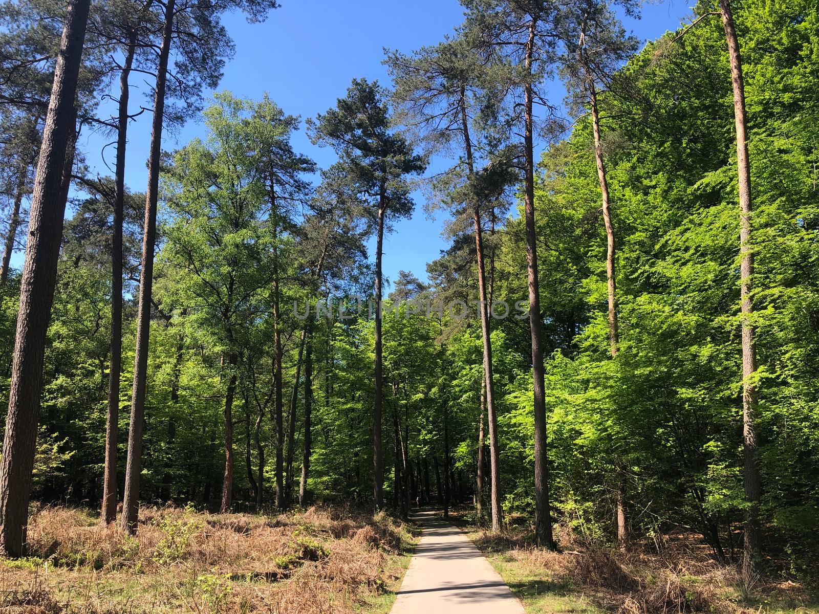 Path through National Park De Hoge Veluwe in Gelderland, The Netherlands