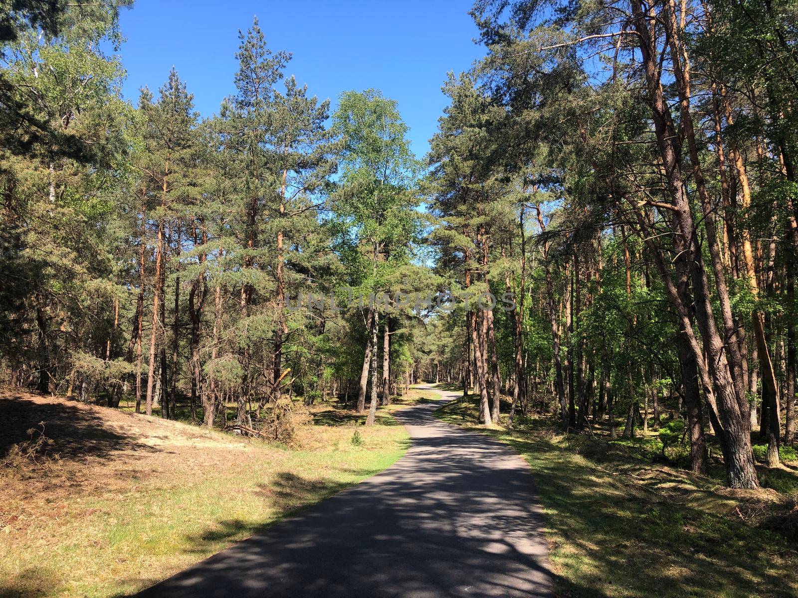 Path through National Park De Hoge Veluwe in Gelderland, The Netherlands