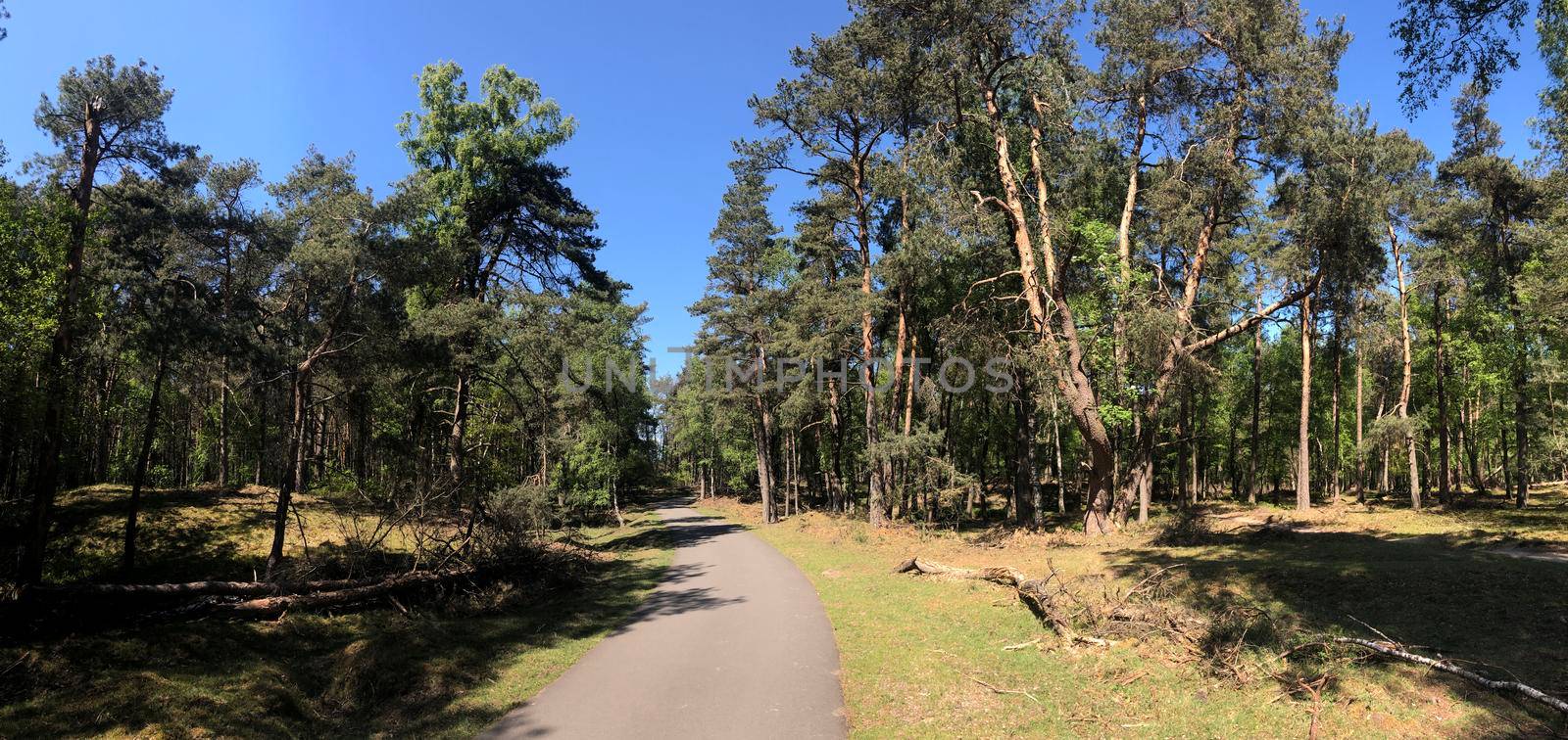 Path through National Park De Hoge Veluwe in Gelderland, The Netherlands