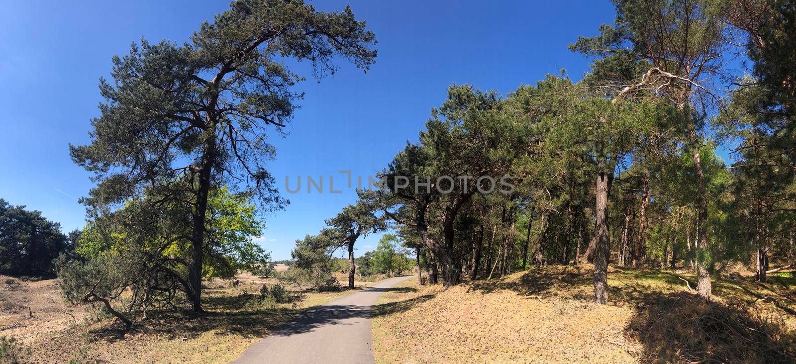 Path through National Park De Hoge Veluwe in Gelderland, The Netherlands