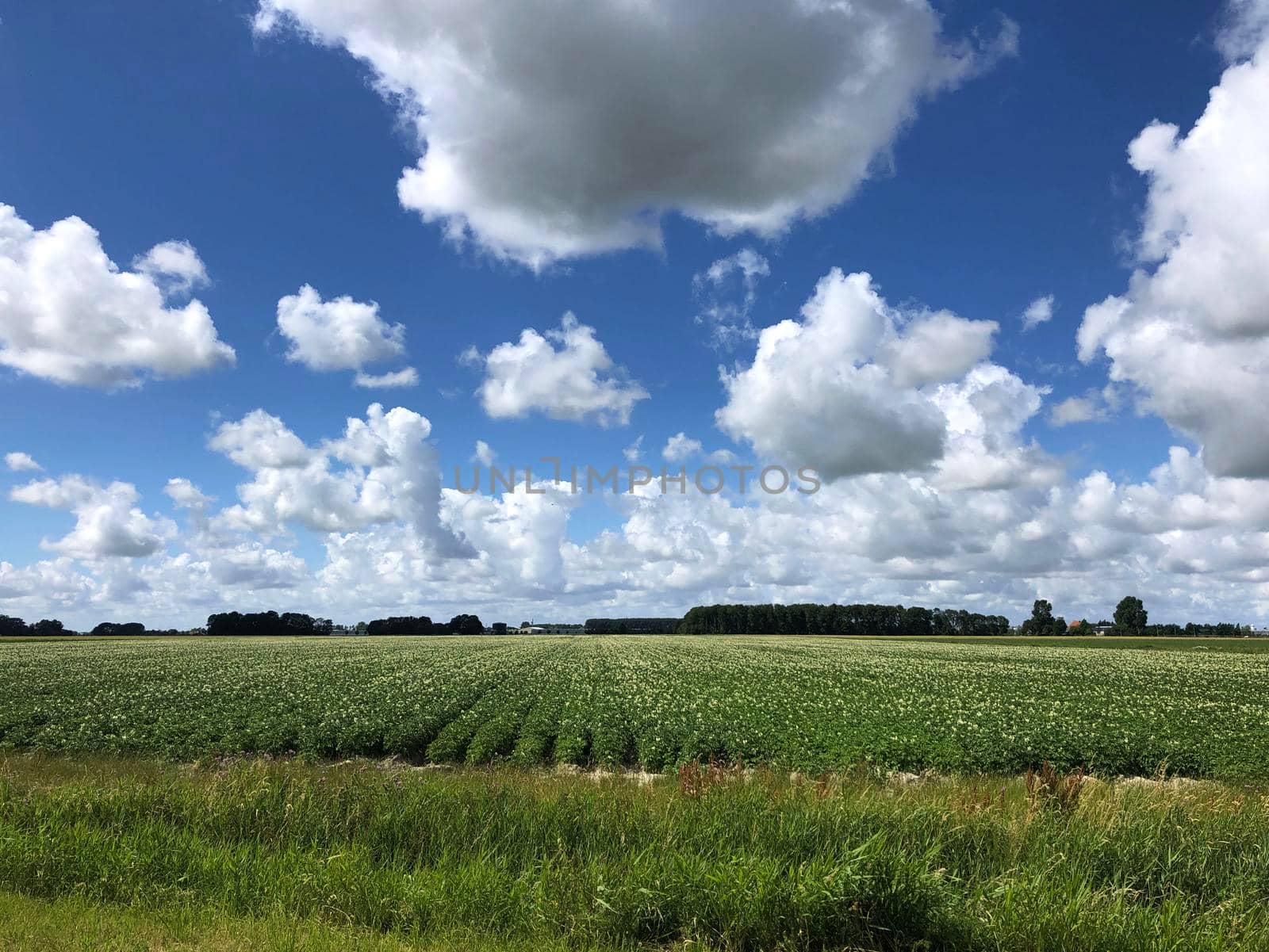 Farmland around Menaam in Friesland The Netherlands