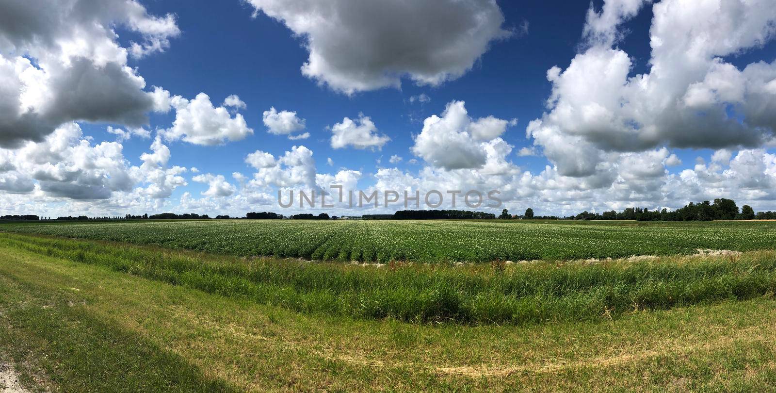 Farmland panorama around Menaam in Friesland The Netherlands