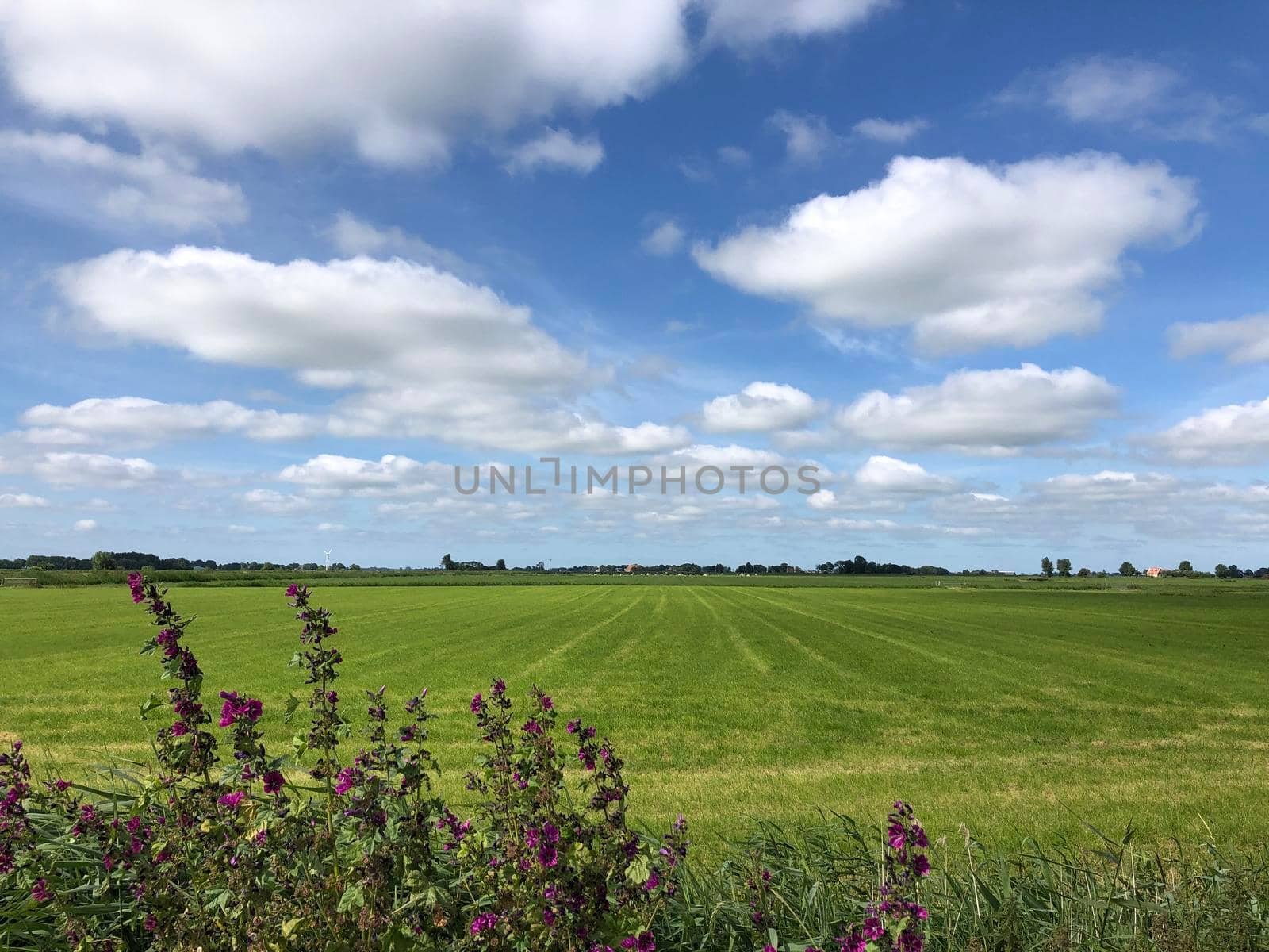 Farmland around Easterwierrum in Friesland The Netherlands