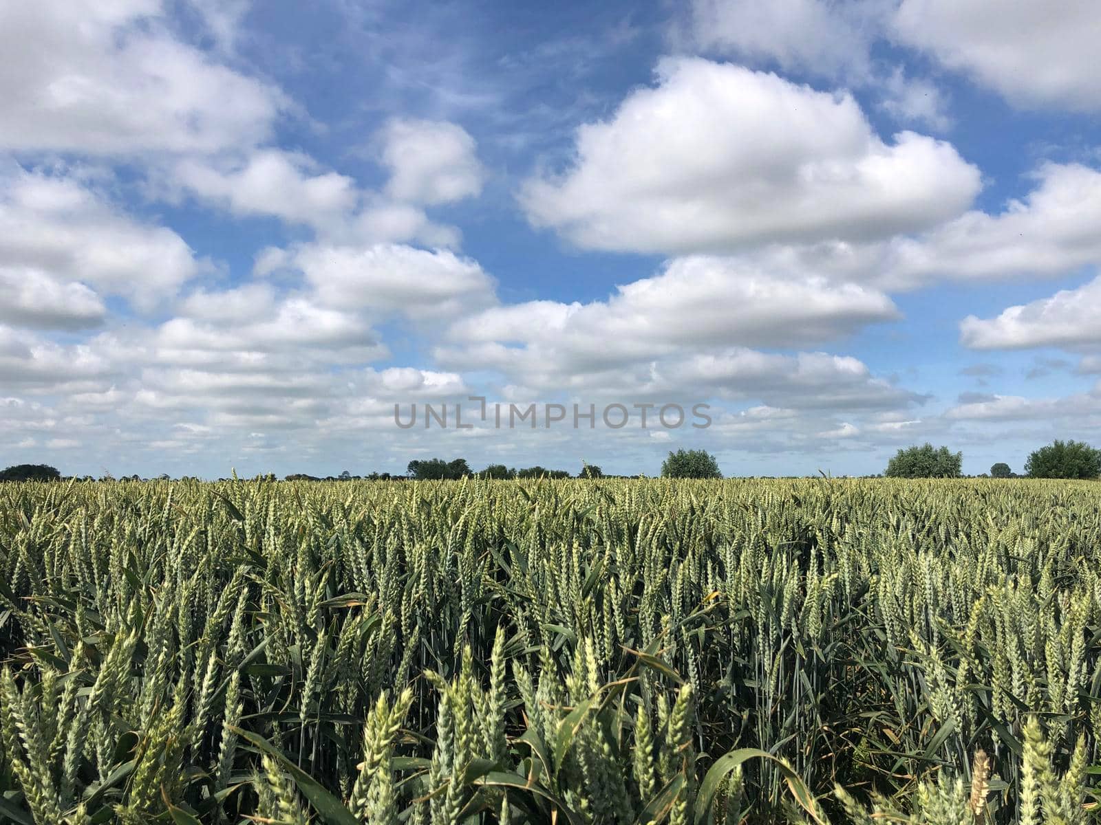 Grain field around Wirdum in Friesland The Netherlands