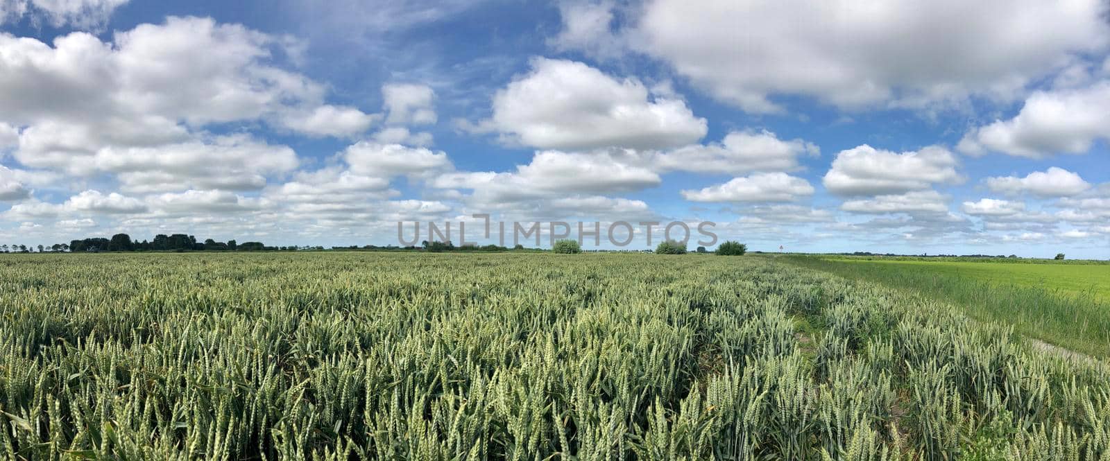 Grain field panorama around Wirdum in Friesland The Netherlands
