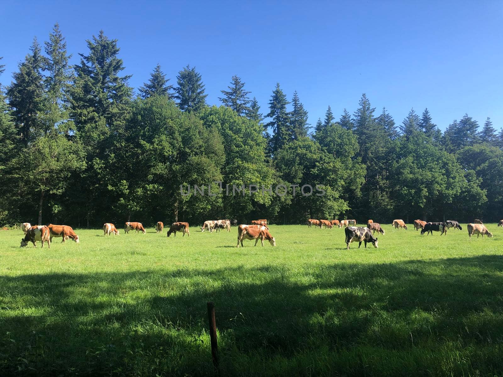 Cows in the meadow around Junne by traveltelly