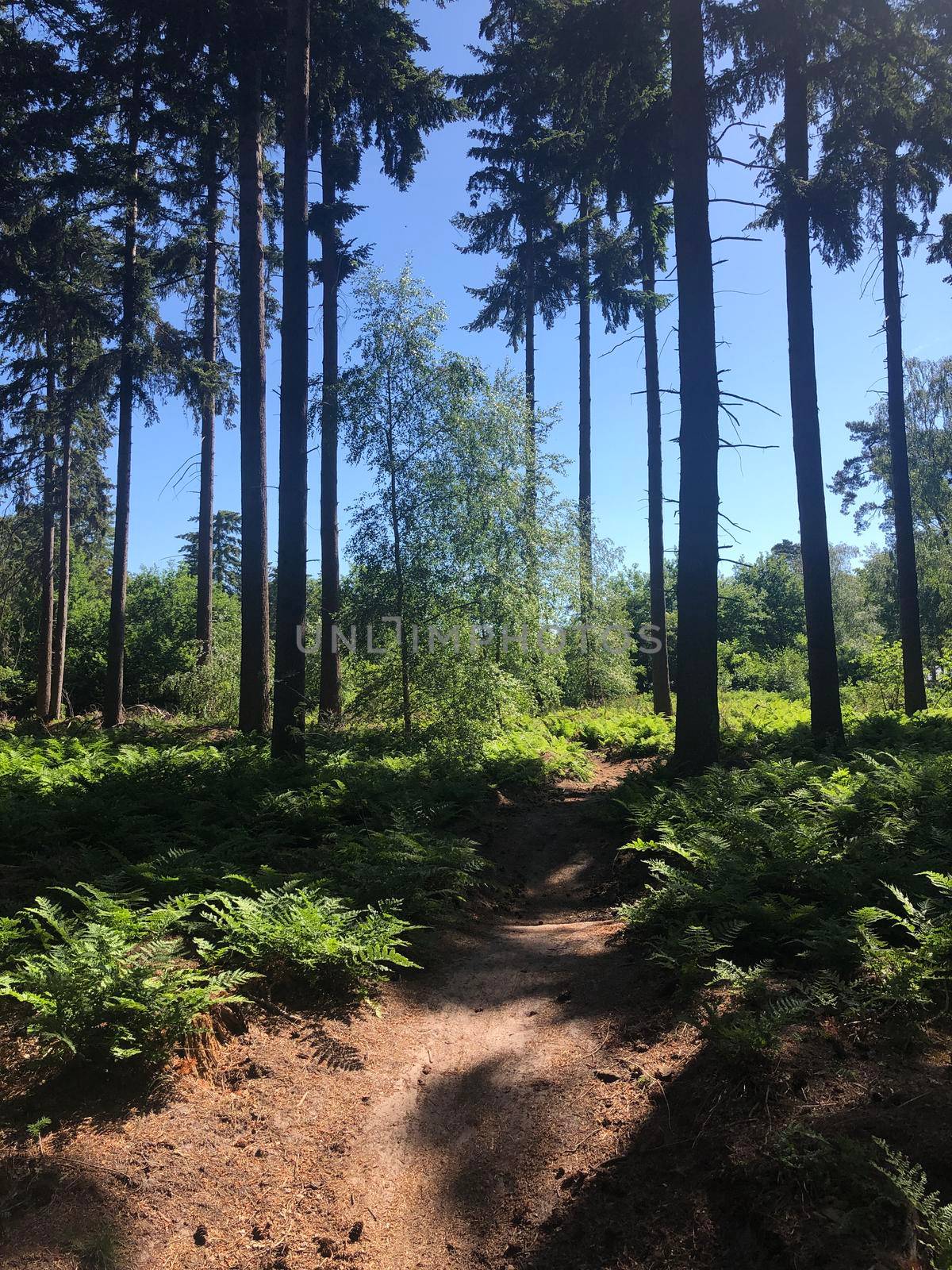 MTB path through the forest around Hardenberg  by traveltelly