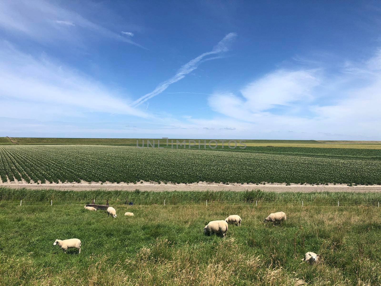 Sheeps in Friesland by traveltelly