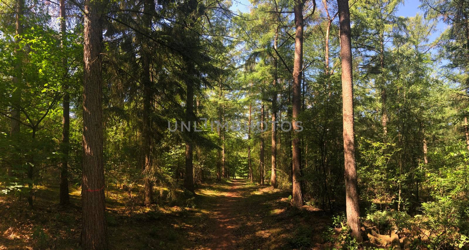 Path through the forest around Hardenberg in Overijssel, The Netherlands
