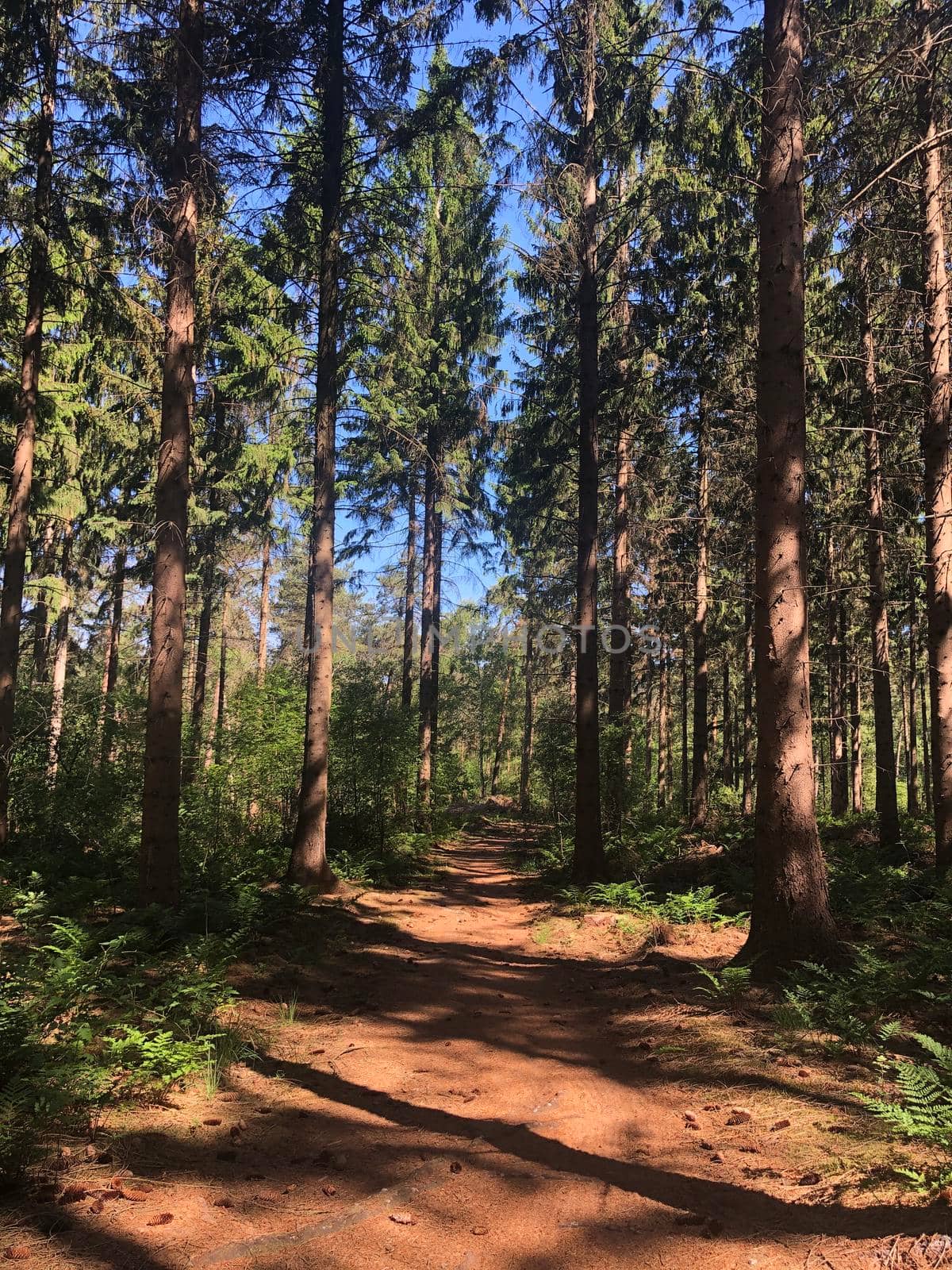 Path through the forest around Hardenberg  by traveltelly