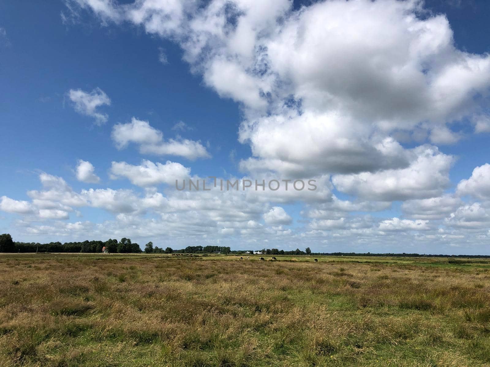 Landscape around Earnewâld in Friesland The Netherlands