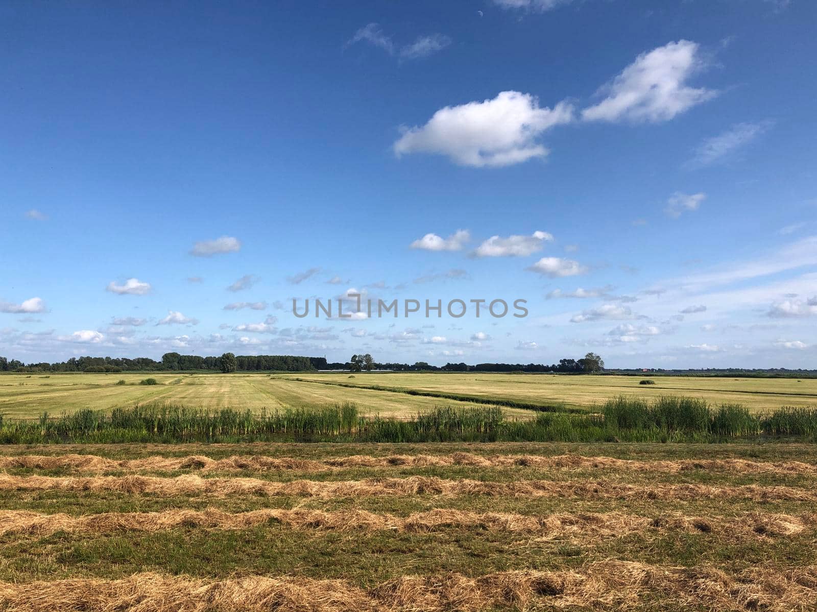 Farmland around Sibrandabuorren in Friesland, The Netherlands