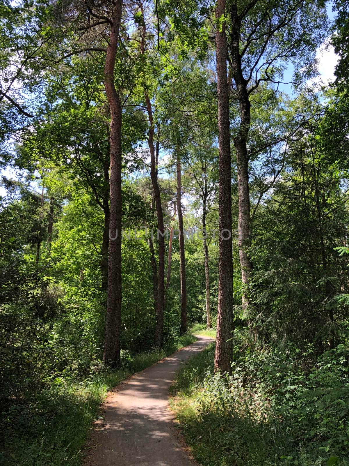 Forest around Beerze in Overijssel The Netherlands