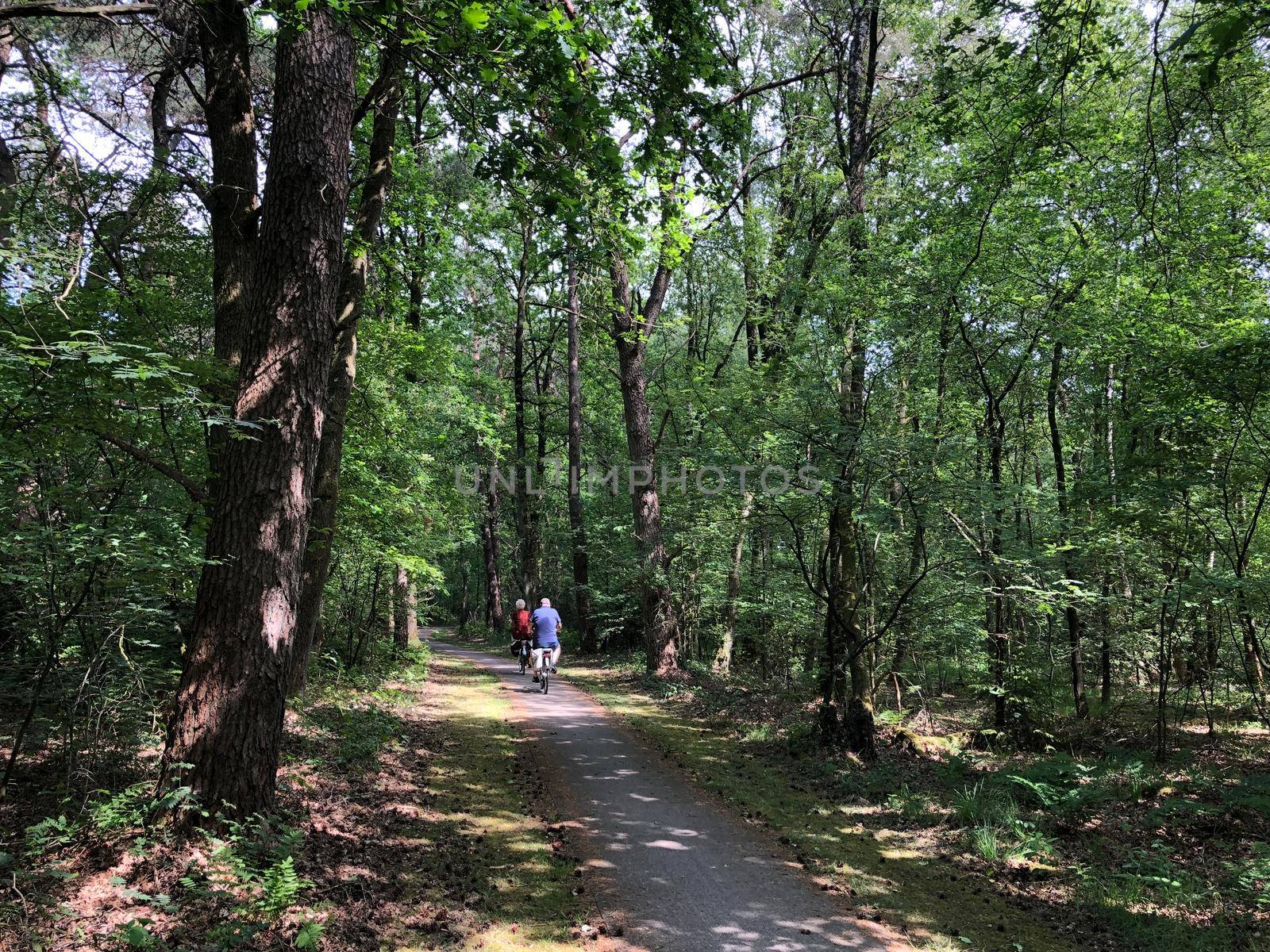 Tourist cycling through the forest around Ommen in Overijssel The Netherlands