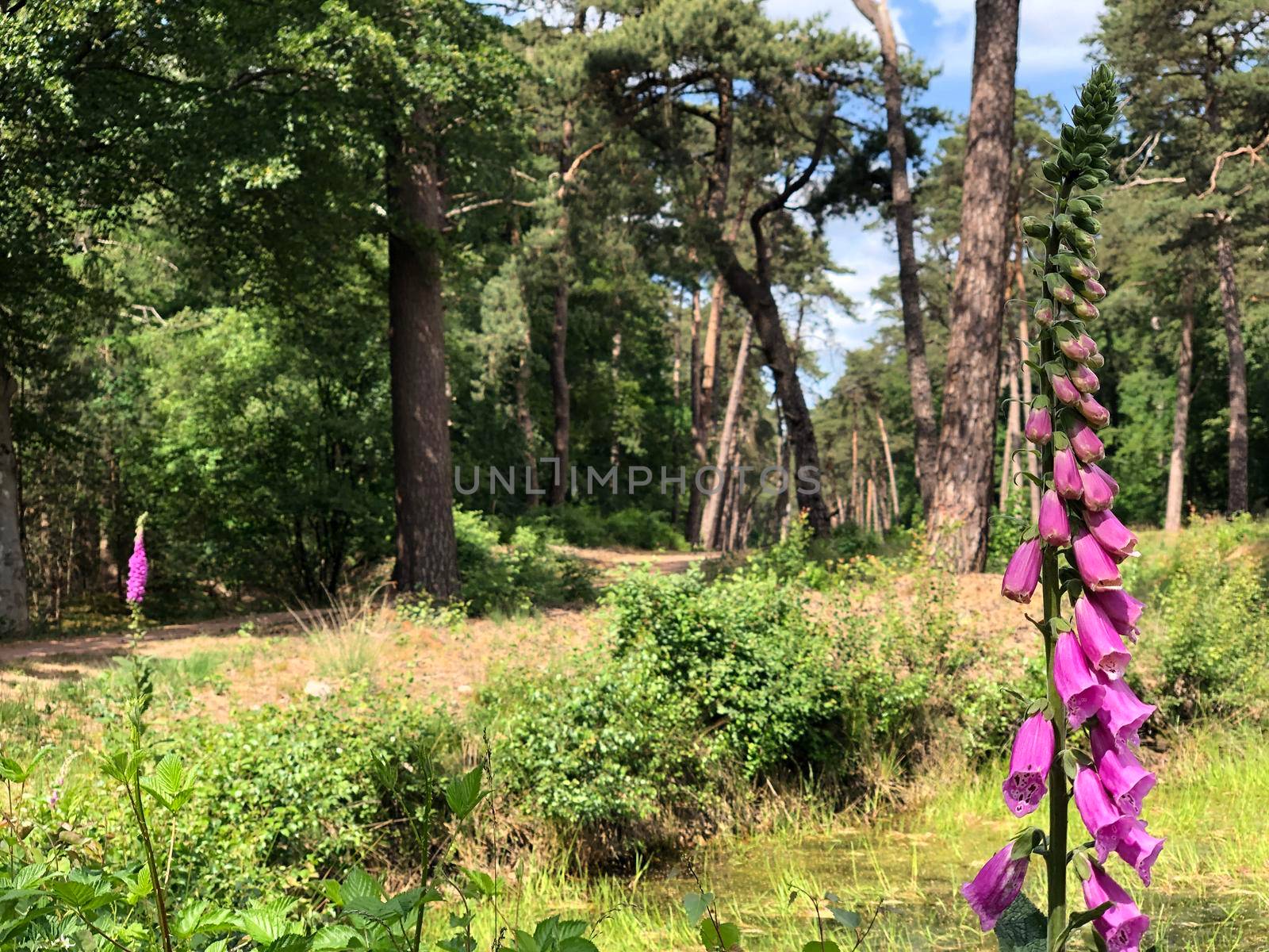 Forest around Ommen in Overijssel The Netherlands