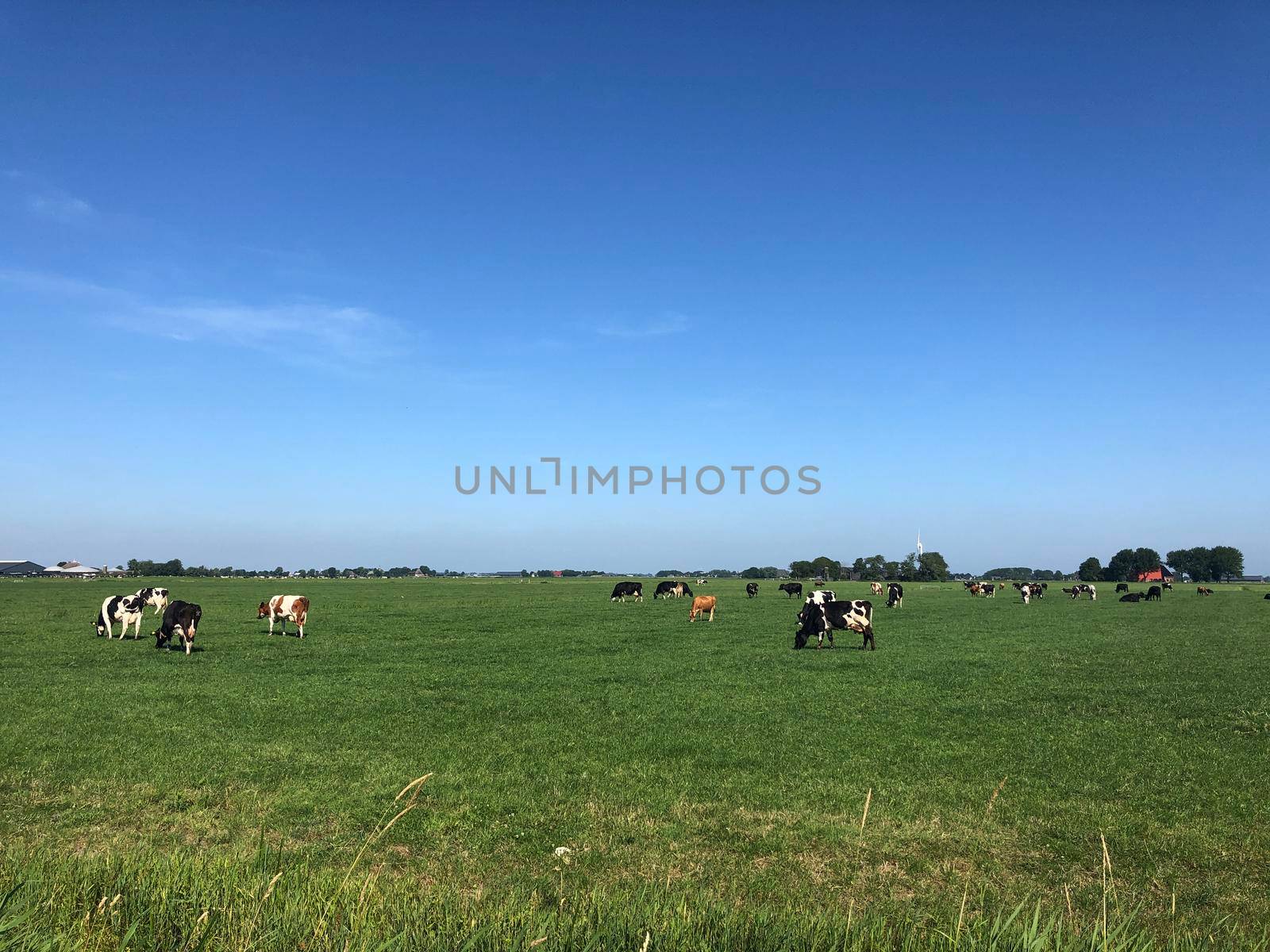 Cows in the meadow around Jannum in Friesland, The Netherlands