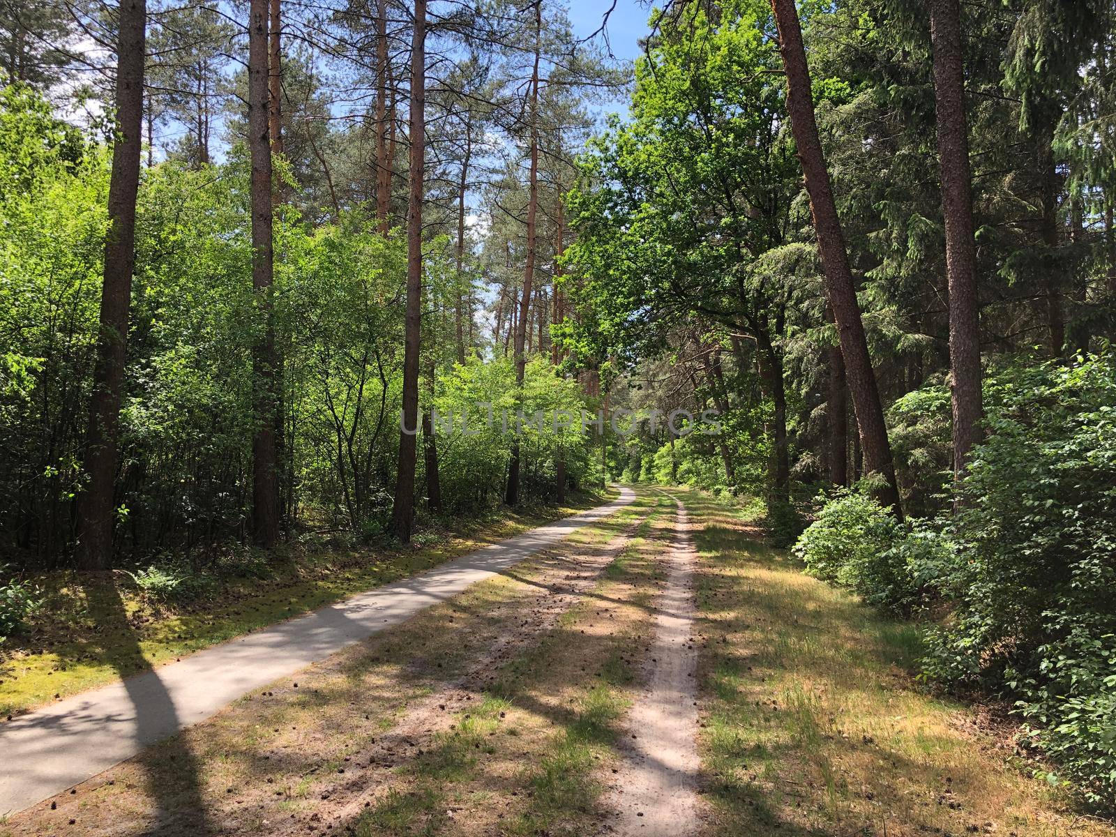 MTB route and forest around Ommen in Overijssel The Netherlands