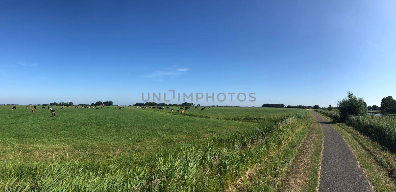 Cows in the meadow panorama around Jannum in Friesland, The Netherlands