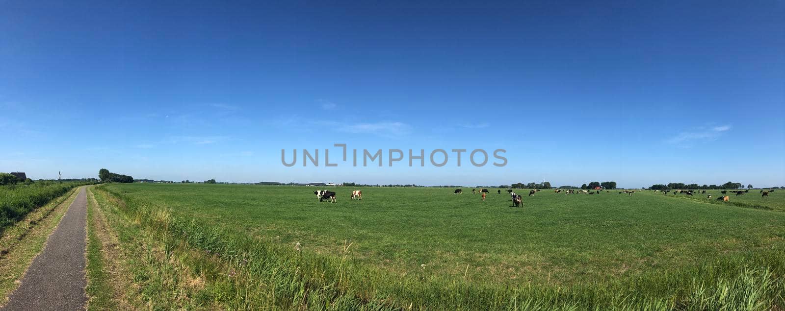 Cows in the meadow panorama around Jannum  by traveltelly