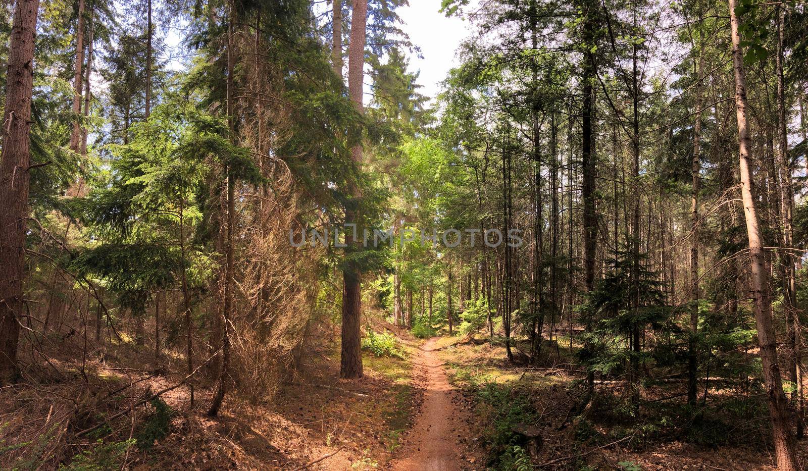 MTB route and forest around Ommen in Overijssel The Netherlands