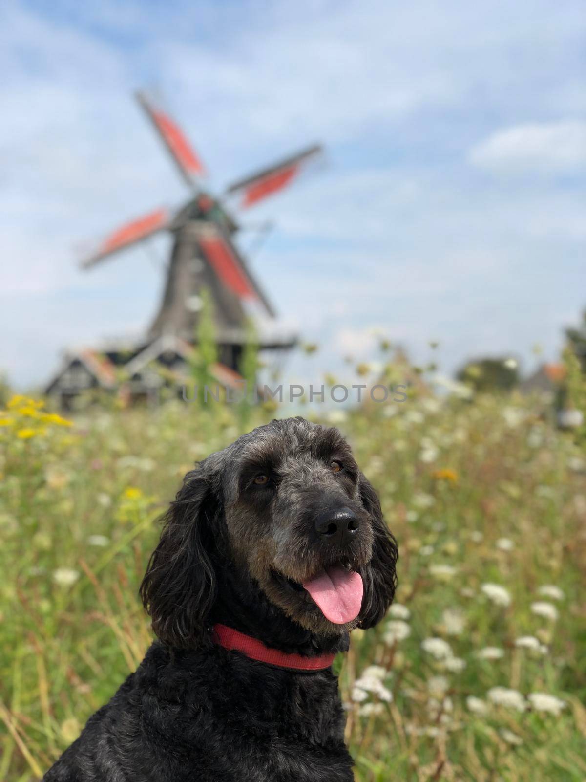 Dog in front of a windmill in IJlst, Friesland The Netherlands