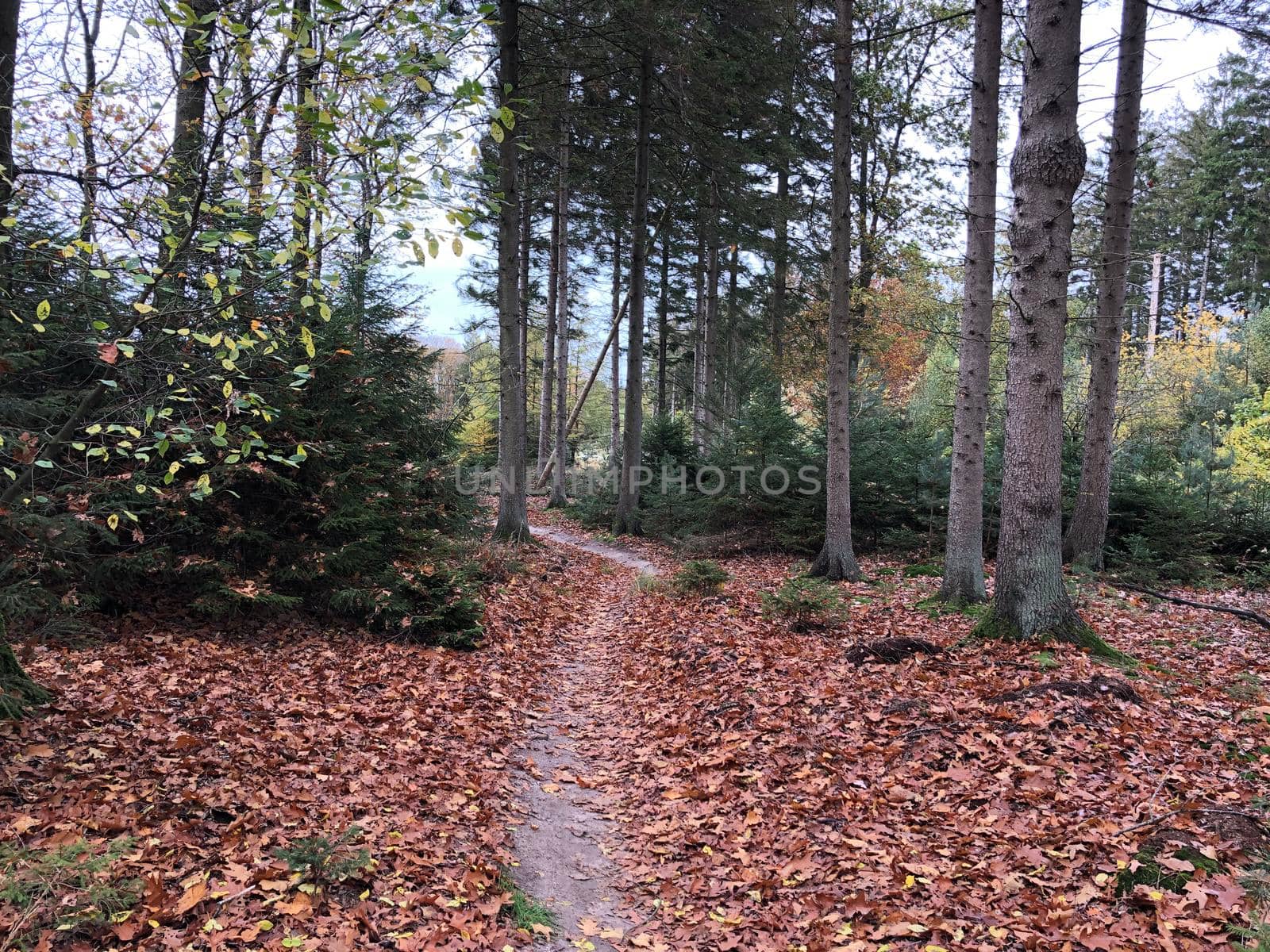 Forest during autumn at Nationaal Park Drents-Friese Wold by traveltelly